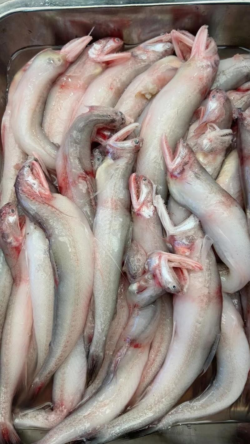 井陘礦哪個水族館龍魚好？祥龍魚場龍魚（井陘礦的龍魚愛好者們，你們是否在尋找一個能展示龍魚魅力的地方） 井陘礦哪個水族館龍魚好？祥龍魚場龍魚（井陘礦的龍魚愛好者們，你們是否在尋找一個能展示龍魚魅力的地方） 龍魚百科 第2張