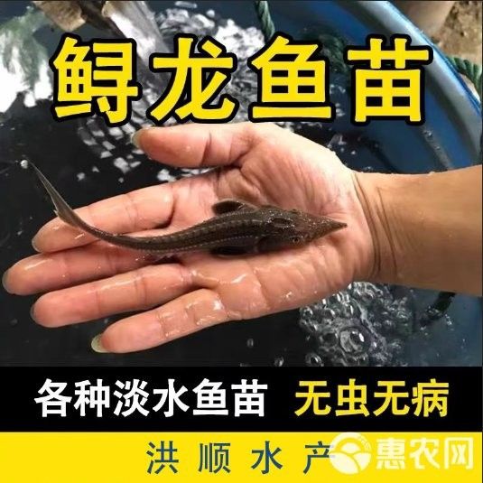 冷水龍魚苗的價格范圍是多少（龍魚苗多少錢一只）