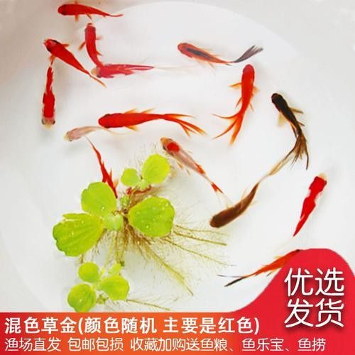 冷水龍魚苗的價格范圍是多少（龍魚苗多少錢一只）