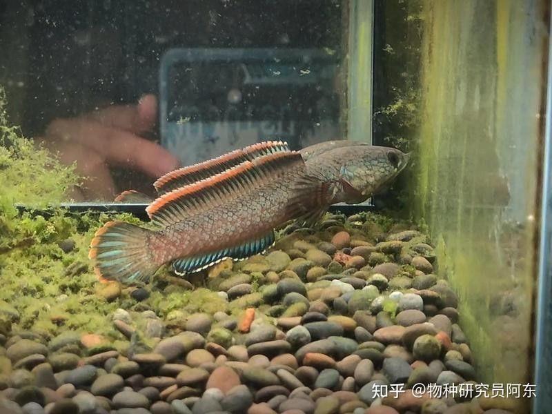 如何區(qū)分不同種類的雷龍魚（如何正確區(qū)分不同種類的雷龍魚）