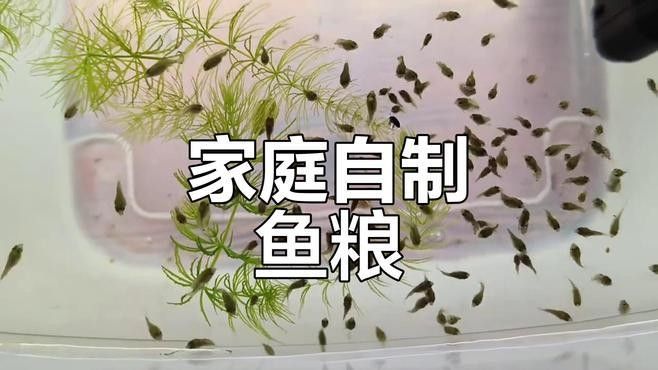 如何自制龍魚糧？（百度文庫龍魚飼料配方百度文庫龍魚飼料配方來襲）