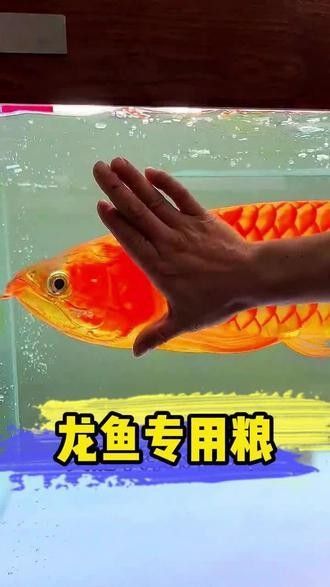 如何自制龍魚糧？（百度文庫龍魚飼料配方百度文庫龍魚飼料配方來襲）