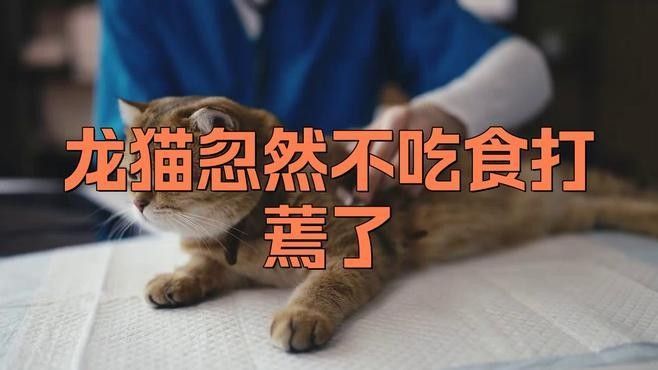 龍貓消化不良會(huì)復(fù)發(fā)嗎？（龍貓消化不良可能會(huì)復(fù)發(fā)，龍貓消化不良復(fù)發(fā)怎么辦）