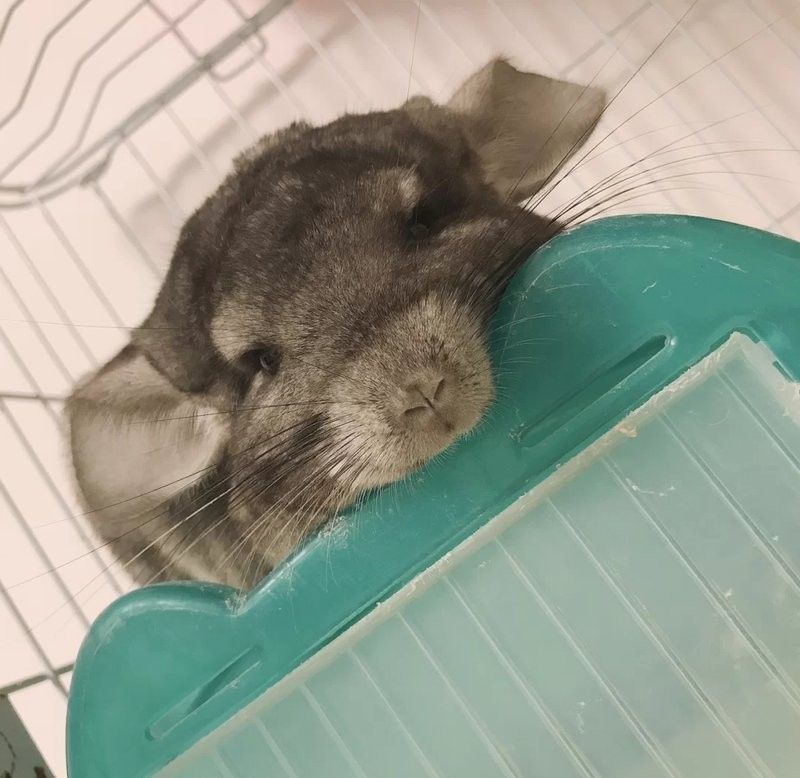 龍貓消化不良會(huì)復(fù)發(fā)嗎？（龍貓消化不良可能會(huì)復(fù)發(fā)，龍貓消化不良復(fù)發(fā)怎么辦）