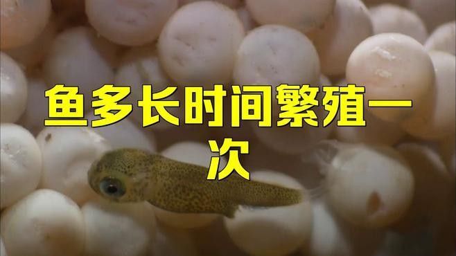 過背金龍魚繁殖頻率是多久一次（過背金龍魚的繁殖頻率）