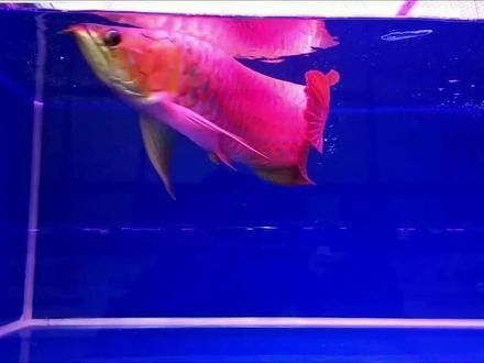 金龍魚壓養有哪些風險？（金龍魚壓養可能導致水質惡化）