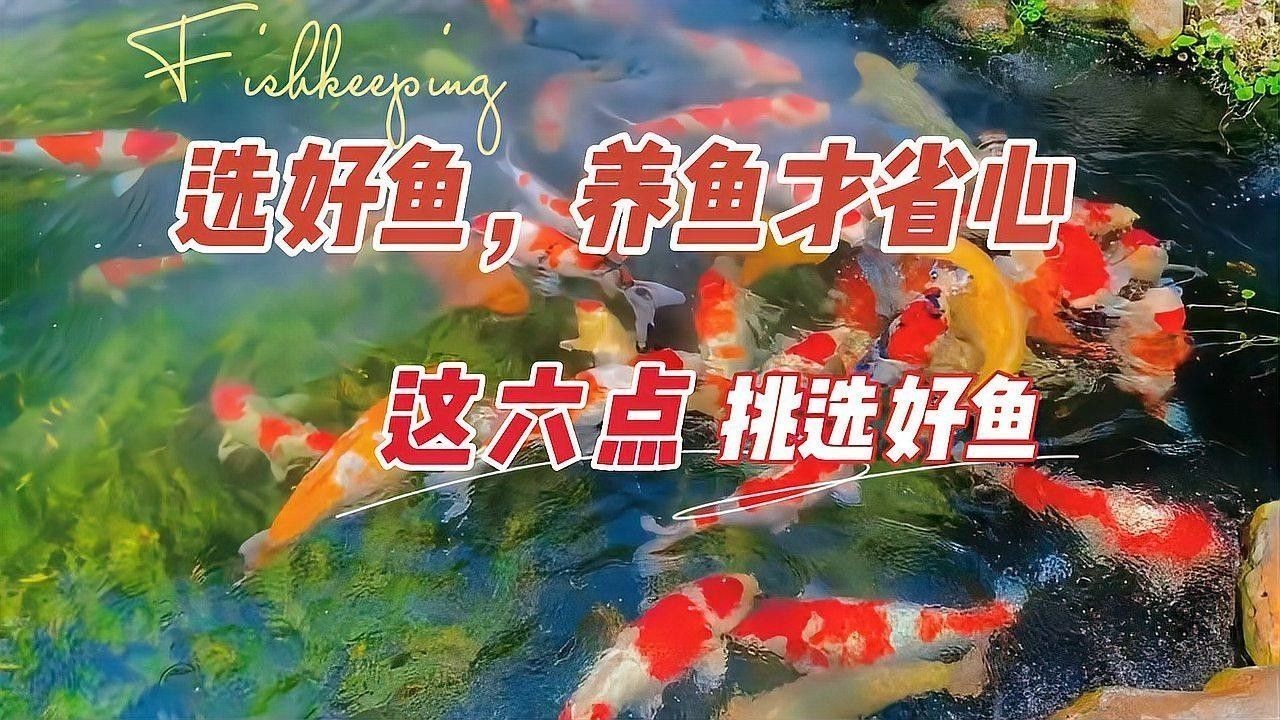 如何選擇適合自己的觀賞魚（怎樣選擇適合自己的觀賞魚） 如何選擇適合自己的觀賞魚（怎樣選擇適合自己的觀賞魚） 龍魚百科 第1張