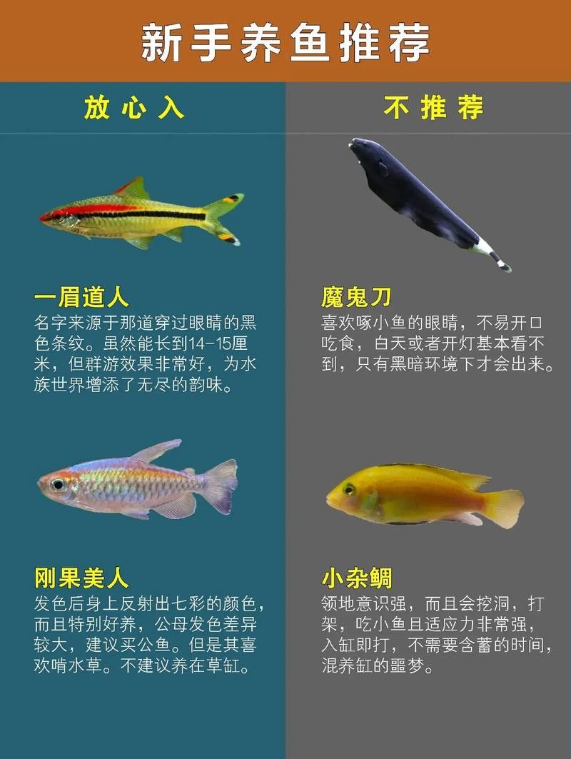 如何選擇適合自己的觀賞魚(怎樣選擇適合自己的觀賞魚) 龍魚百科 第3張 如何選擇適合自己的觀賞魚(怎樣選擇適合自己的觀賞魚) 如何選擇適合自己的觀賞魚(怎樣選擇適合自己的觀賞魚) 龍魚百科 第3張