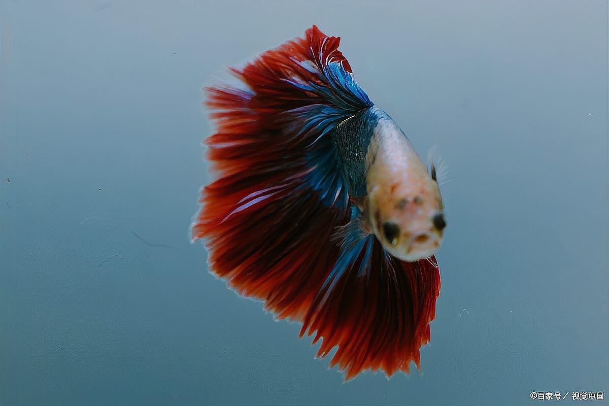 如何選擇適合自己的觀賞魚（怎樣選擇適合自己的觀賞魚） 如何選擇適合自己的觀賞魚（怎樣選擇適合自己的觀賞魚） 龍魚百科 第19張