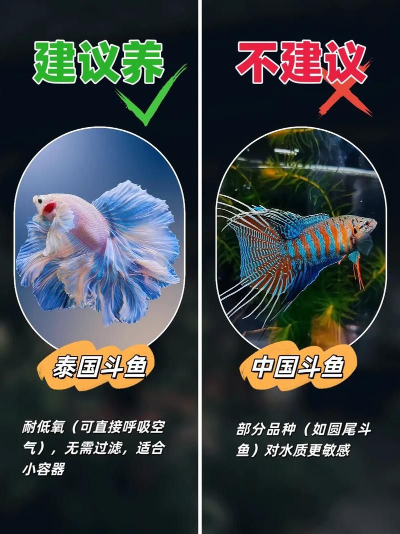 如何選擇適合自己的觀賞魚(怎樣選擇適合自己的觀賞魚) 龍魚百科 第6張 如何選擇適合自己的觀賞魚(怎樣選擇適合自己的觀賞魚) 如何選擇適合自己的觀賞魚(怎樣選擇適合自己的觀賞魚) 龍魚百科 第6張