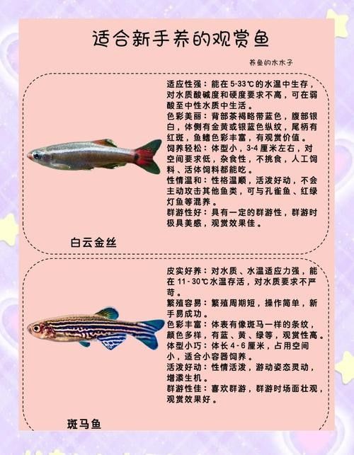如何選擇適合自己的觀賞魚(怎樣選擇適合自己的觀賞魚) 龍魚百科 第7張 如何選擇適合自己的觀賞魚(怎樣選擇適合自己的觀賞魚) 如何選擇適合自己的觀賞魚(怎樣選擇適合自己的觀賞魚) 龍魚百科 第7張