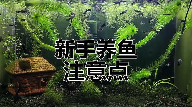 如何選擇適合自己的觀賞魚（怎樣選擇適合自己的觀賞魚） 如何選擇適合自己的觀賞魚（怎樣選擇適合自己的觀賞魚） 龍魚百科 第9張