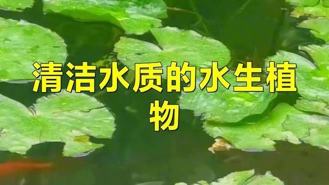 如何保持水質(zhì)穩(wěn)定？（養(yǎng)魚如何保持水質(zhì)穩(wěn)定，水質(zhì)穩(wěn)定性是確保水資源可持續(xù)利用和保護(hù)）