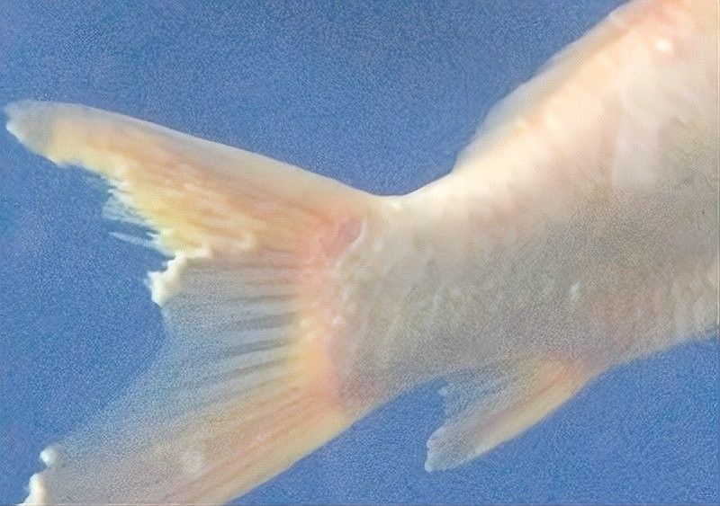 紅龍魚尾鰭腐爛如何治療？（龍魚尾巴腐爛怎么辦）