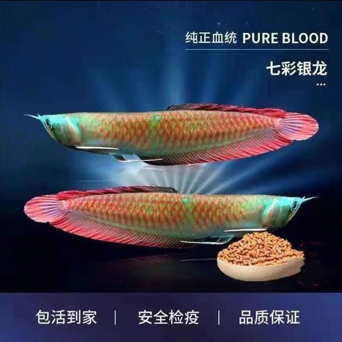 七彩龍魚的價格是多少（七彩龍魚的價格因多種因素而異）