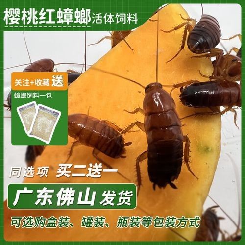 金龍魚幼體價格是多少？（1公斤的金龍魚幼體價格大約為2500元人民幣） 金龍魚幼體價格是多少？（1公斤的金龍魚幼體價格大約為2500元人民幣） 龍魚百科 第7張