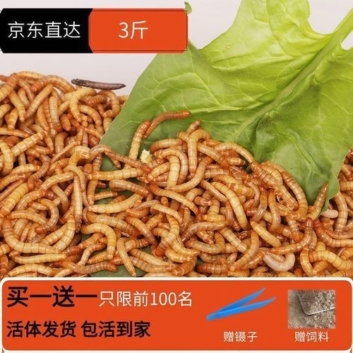 金龍魚幼體價格是多少？（1公斤的金龍魚幼體價格大約為2500元人民幣） 金龍魚幼體價格是多少？（1公斤的金龍魚幼體價格大約為2500元人民幣） 龍魚百科 第4張