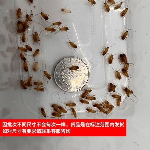 金龍魚幼體價格是多少？（1公斤的金龍魚幼體價格大約為2500元人民幣） 金龍魚幼體價格是多少？（1公斤的金龍魚幼體價格大約為2500元人民幣） 龍魚百科 第2張