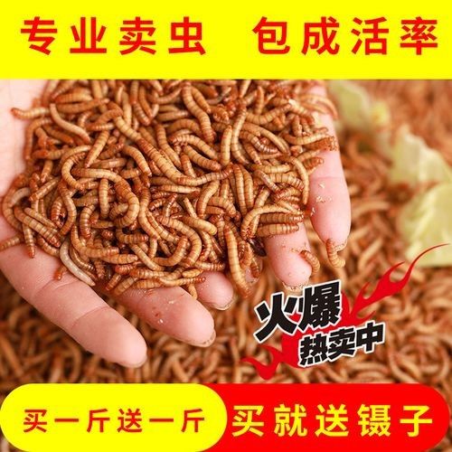 金龍魚幼體價格是多少？（1公斤的金龍魚幼體價格大約為2500元人民幣） 金龍魚幼體價格是多少？（1公斤的金龍魚幼體價格大約為2500元人民幣） 龍魚百科 第6張