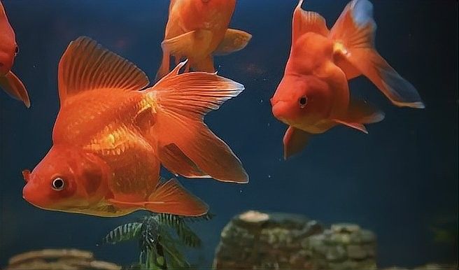哪些屬相的人不適合養龍魚（哪些屬相不適合養龍魚？）