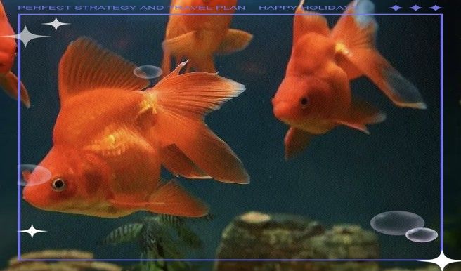 哪些屬相的人不適合養龍魚（哪些屬相不適合養龍魚？）