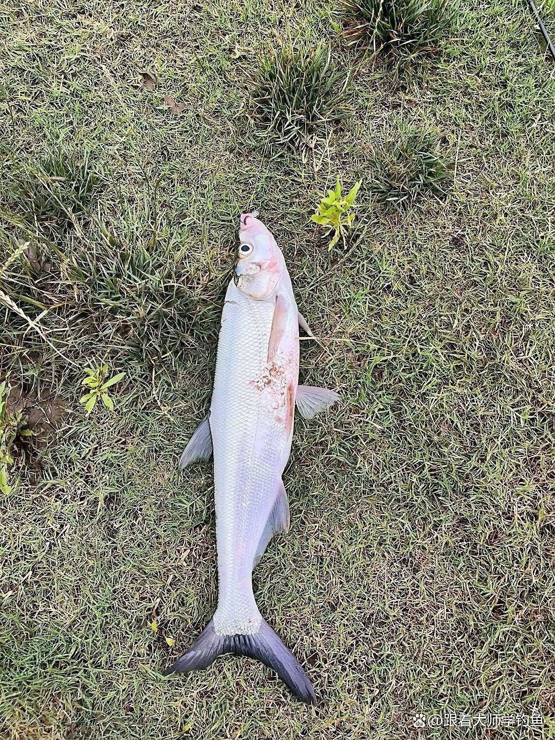 什么季節釣龍魚翹嘴最好（釣龍魚和翹嘴的最佳季節是幾月份到幾月份知了愛學）