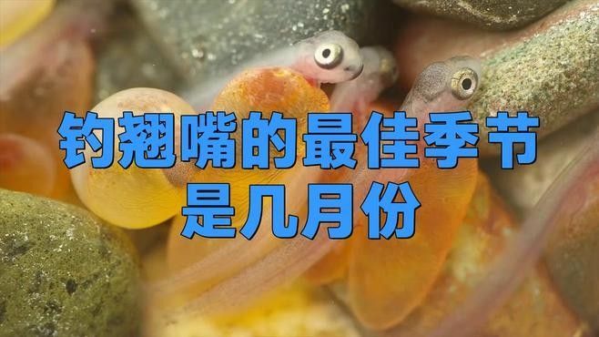 什么季節釣龍魚翹嘴最好（釣龍魚和翹嘴的最佳季節是幾月份到幾月份知了愛學）