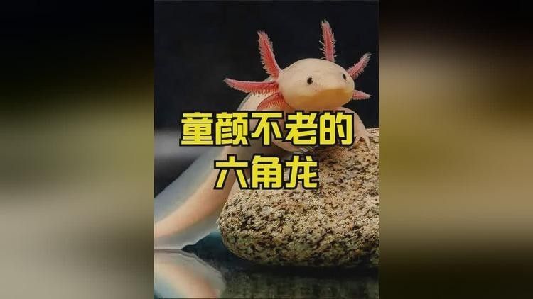 恐龍魚再生能力展示視頻（“六角恐龍”鈍口螈再生之謎）