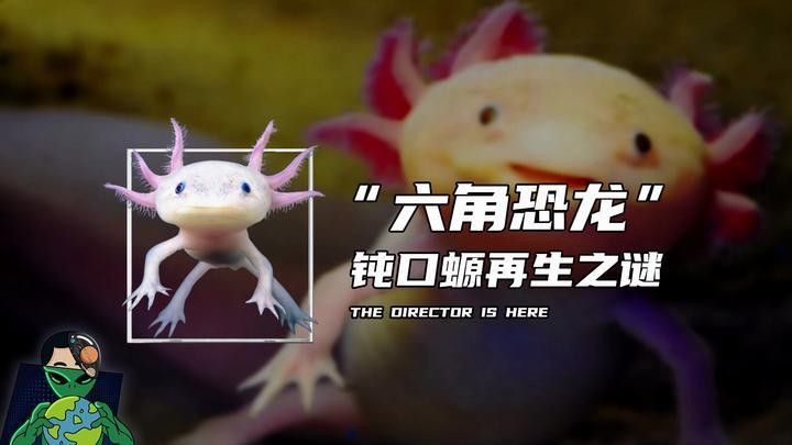 恐龍魚再生能力展示視頻（“六角恐龍”鈍口螈再生之謎）
