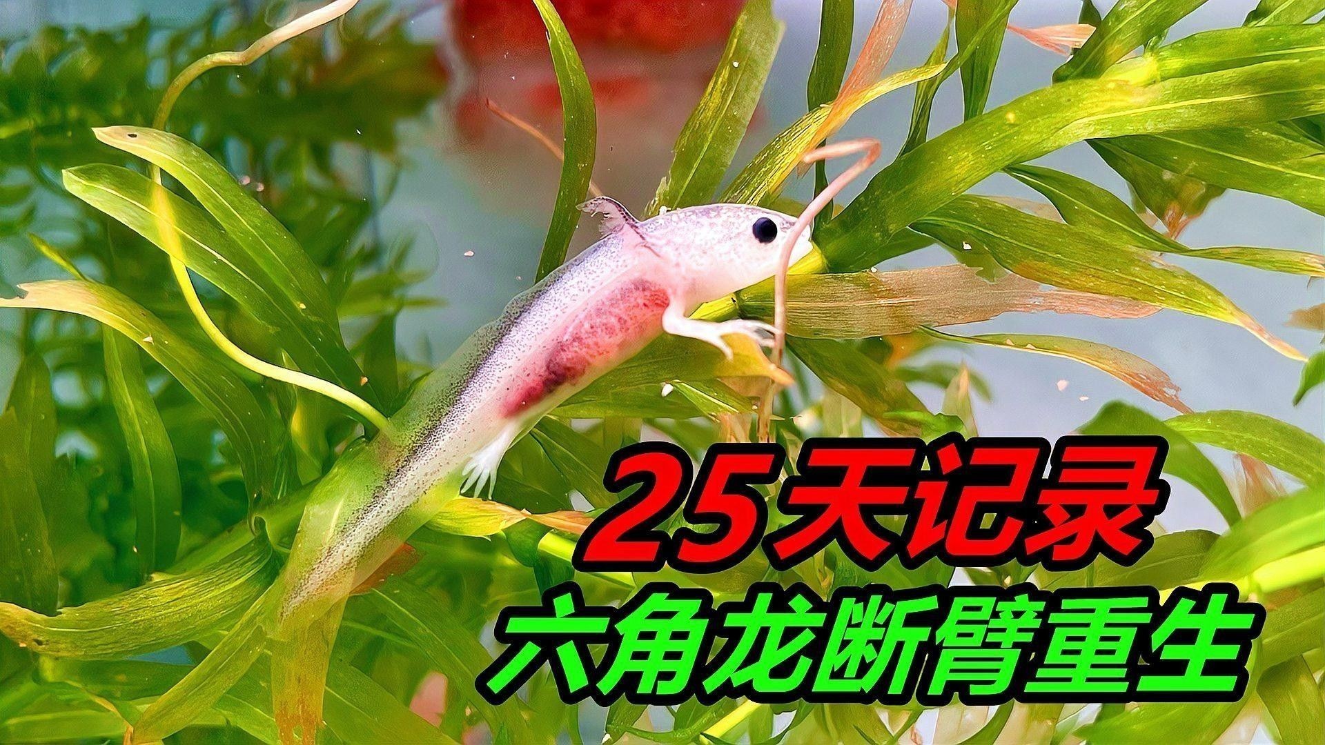 恐龍魚再生能力展示視頻（“六角恐龍”鈍口螈再生之謎）