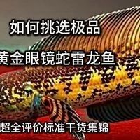 如何判斷黃金眼鏡蛇雷龍魚是否健康（黃金眼鏡蛇雷龍魚如何判斷是否健康）