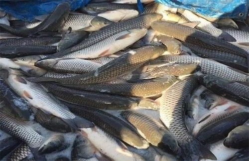 紅龍魚鱗片發黑如何治療？（紅龍魚身上變黑是什么情況）