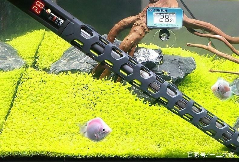 如何正確安裝和使用魚缸加熱器？（如何正確安裝和使用魚缸加熱器）