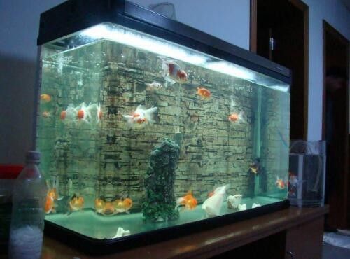 如何正確安裝和使用魚缸加熱器？（如何正確安裝和使用魚缸加熱器）