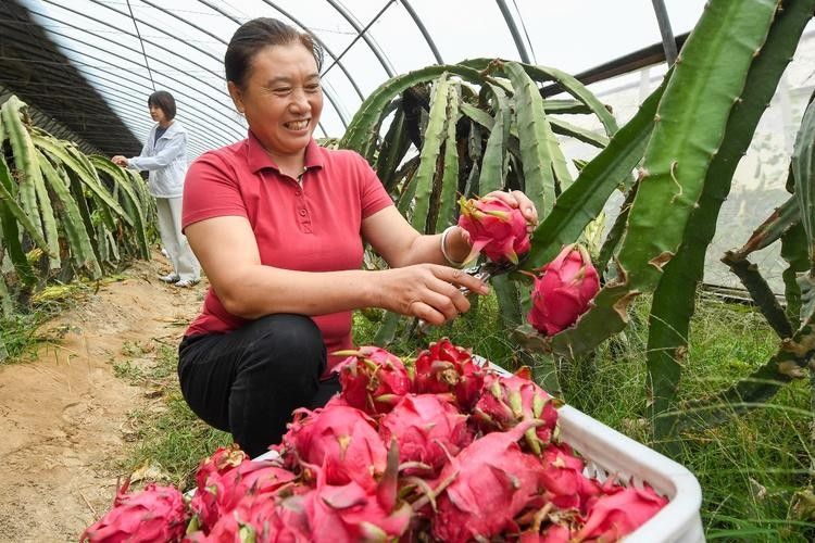 給我推薦幾家可靠的火龍果供應商（北京市內幾家可靠的火龍果供應商推薦：綠源農業天賜農莊）