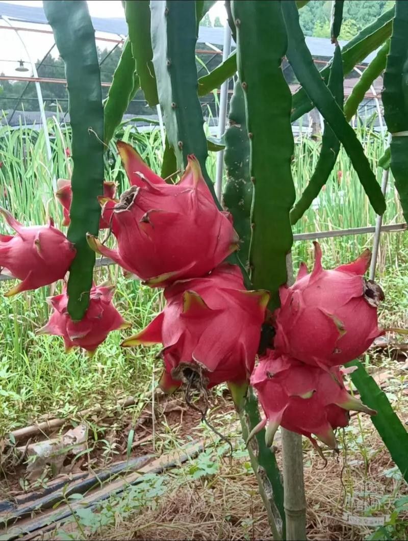 給我推薦幾家可靠的火龍果供應商（北京市內幾家可靠的火龍果供應商推薦：綠源農業天賜農莊）