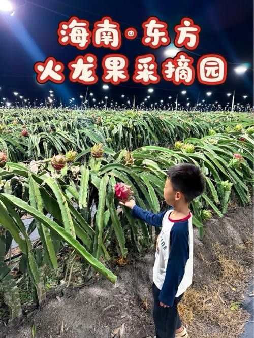 給我推薦幾家可靠的火龍果供應商（北京市內幾家可靠的火龍果供應商推薦：綠源農業天賜農莊）