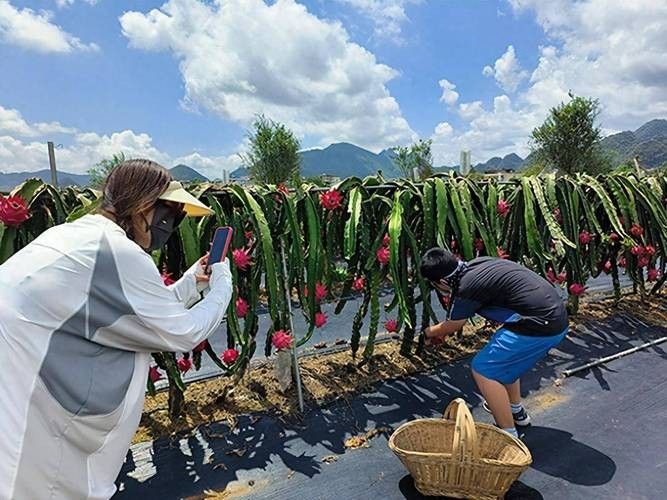 給我推薦幾家可靠的火龍果供應商（北京市內幾家可靠的火龍果供應商推薦：綠源農業天賜農莊）