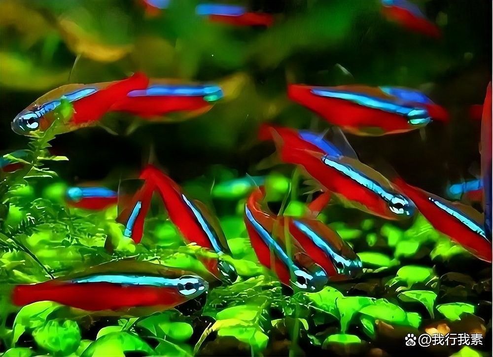 龍魚不喂食會餓死嗎（魚不喂食會不會餓死）