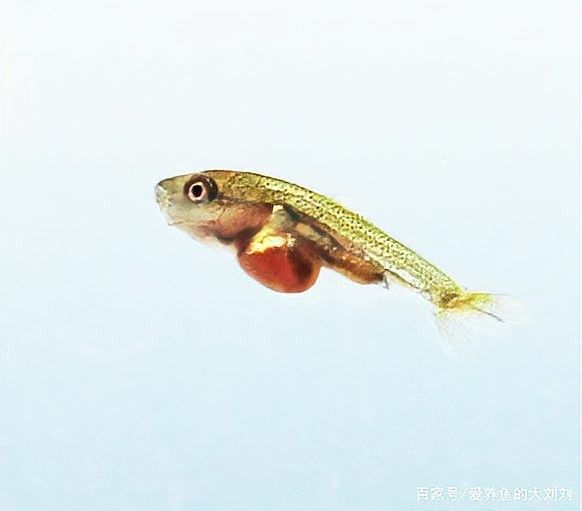 金龍魚魚卵孵化后如何管理（如何有效管理金龍魚魚卵孵化后的管理）