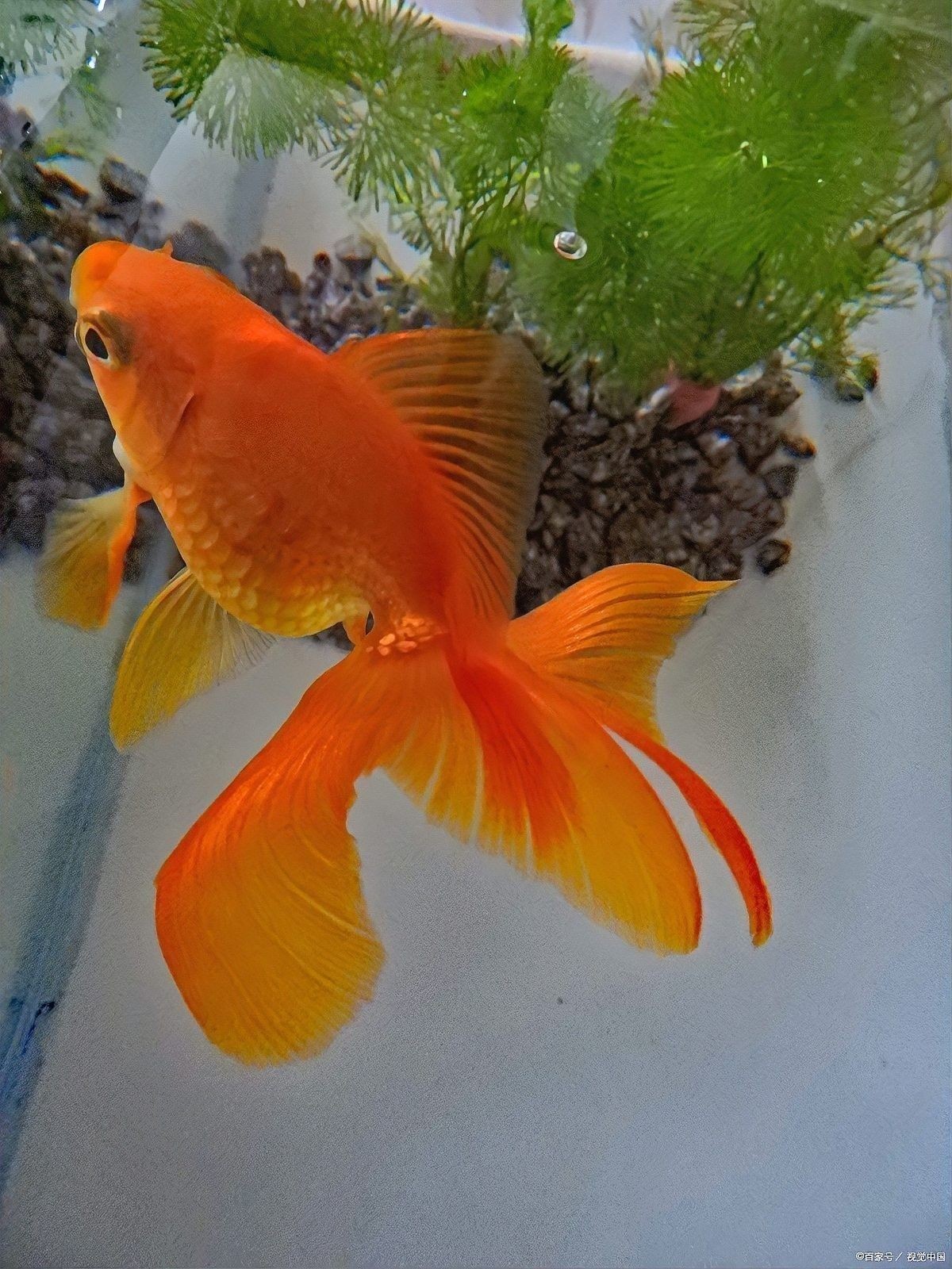 金龍魚魚卵孵化后如何管理（如何有效管理金龍魚魚卵孵化后的管理）