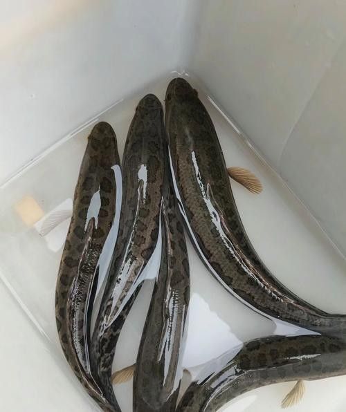 恐龍魚中哪些品種最受歡迎（最受歡迎的恐龍魚品種）