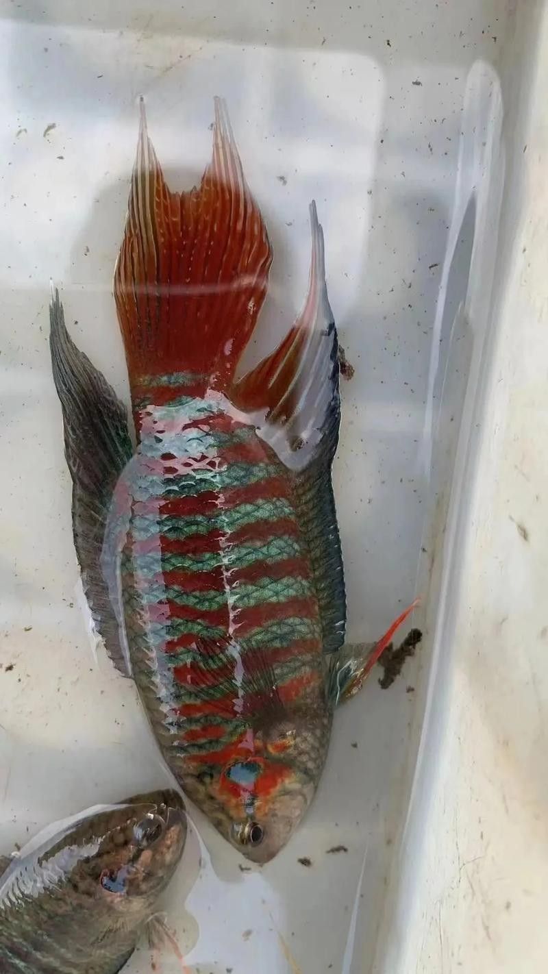 恐龍魚中哪些品種最受歡迎（最受歡迎的恐龍魚品種）