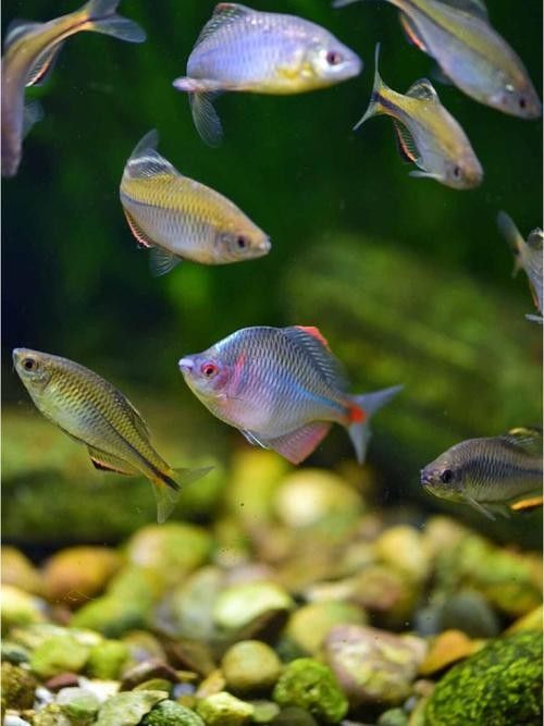 恐龍魚中哪些品種最受歡迎（最受歡迎的恐龍魚品種）