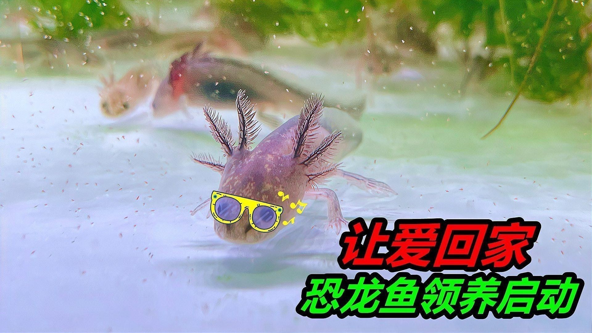 恐龍魚中哪些品種最受歡迎（最受歡迎的恐龍魚品種）
