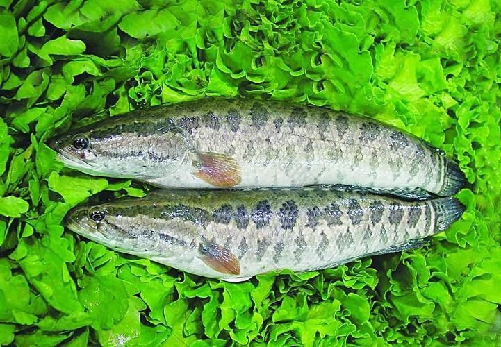 恐龍魚中哪些品種最受歡迎（最受歡迎的恐龍魚品種）