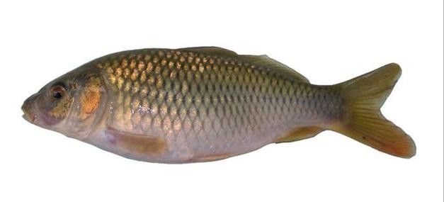 恐龍魚中哪些品種最受歡迎（最受歡迎的恐龍魚品種）