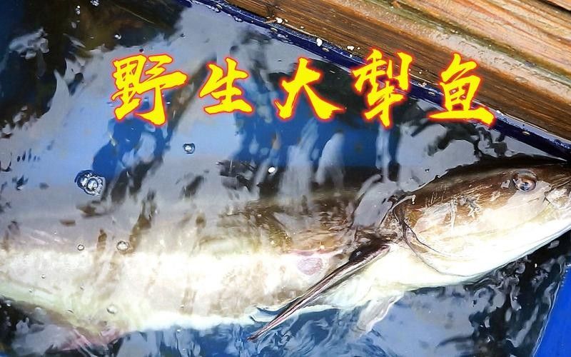 恐龍魚中哪些品種最受歡迎（最受歡迎的恐龍魚品種）