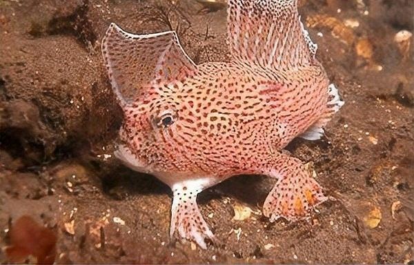 斑點長手魚的主要天敵有哪些？（斑點長手魚在哪些國家有分布斑點手魚的天敵具體有哪些）