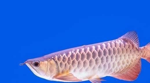 龍魚鱗片變色多久會恢復？（金龍魚掉鱗片怎么辦魚友們學會4個原因找出對應的解決方法）
